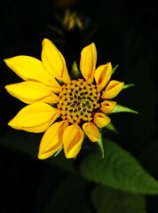 sunflower on black