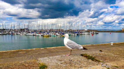 seagull on the pier