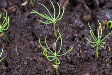 he seedlings or very young shoots of spruce on the soil