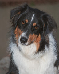 closeup head portrait of a sweet and beautiful tri-colored black white tan australian shepherd dog on a blurred grey background