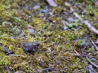 View of a little brown frog in its natural habitat