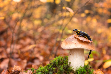 Fire salamander (a black yellow spotted) on boletus or porcini mushroom in the autumn beech forest, rare animal in the wild nature