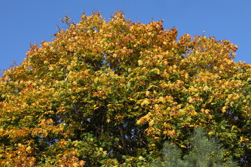 Image of the crown of a large tree with colorful foliage against a blue sky.Maple leaves are red...