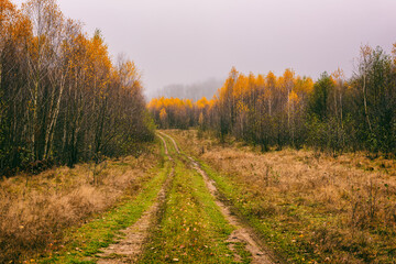 Naklejka premium Misty late fall landscape with yellow or golden colored trees, fog and dirt road in the mountains