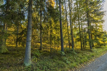 Beautiful close up view of autumn forest. Beautiful colorful nature backgrounds concept.