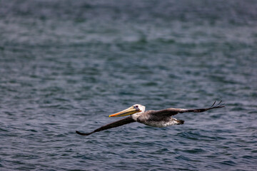 Pelican in flight