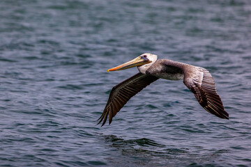 pelican in flight