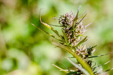 A marijuana plant, cannabis, in its natural environment 
