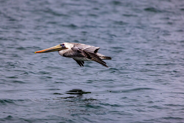 pelican in flight