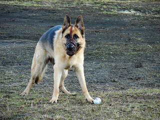 German shepherd stands on the field