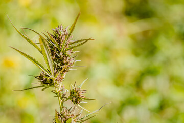 A marijuana plant, cannabis, in its natural environment 