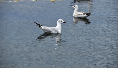 seagull in the water