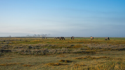 Fototapeta na wymiar misty early morning in Zeeland The Netherlands