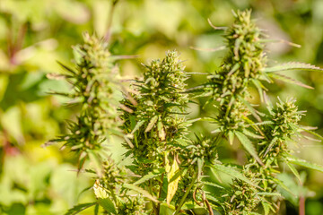 A marijuana plant, cannabis, in its natural environment 