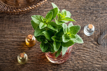Fresh oregano twigs in a vase on a table