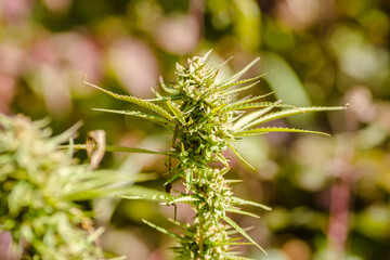 A marijuana plant, cannabis, in its natural environment 