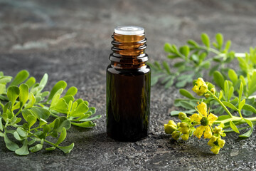 A dark bottle of essential oil with blooming common rue plant