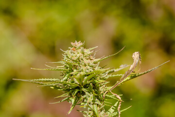 A marijuana plant, cannabis, in its natural environment 