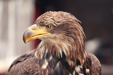 Steinadler im Portrait mit gelbem Schnabel