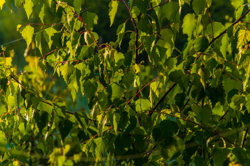 the sun's rays break through the birch leaves. Thick morning fog