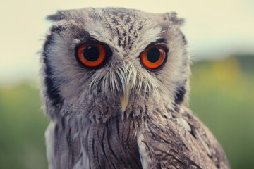 Gesicht des Uhu mit bernsteinfarbenen Augen
