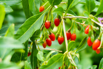 View of goji berries growing on a branch