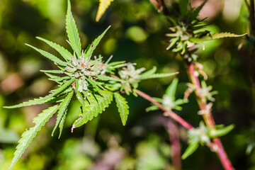 A marijuana plant, cannabis, in its natural environment 