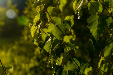 the sun's rays break through the birch leaves. Thick morning fog