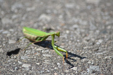 Green praying mantis crossing a road in Ontario, Canada