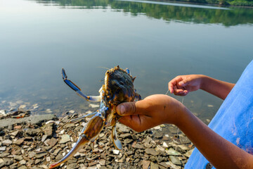 hand holding a crab