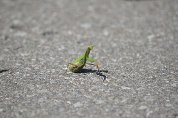 Green praying mantis crossing a road in Ontario, Canada