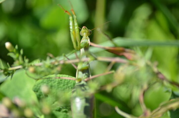 Green praying mantis crossing a road in Ontario, Canada