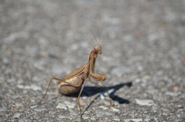 Brown praying mantis crossing a road in Ontario, Canada