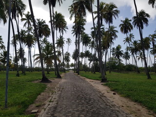 palm trees on the beach