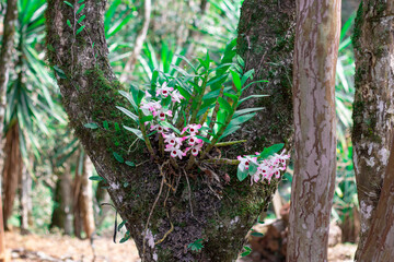 Orquídeas silvestre