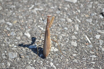 Brown praying mantis crossing a road in Ontario, Canada