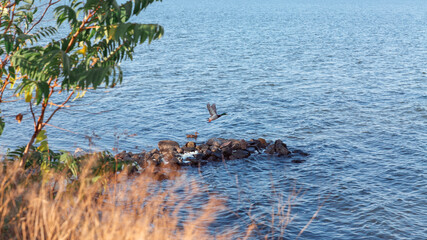 Wild duck takes off from the water. The concept of protection of wild animals and the environment