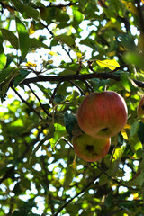 Organic red apples hanging from a tree branch.