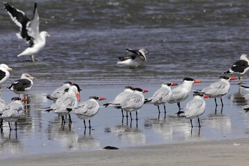 Flock of Caspian terns, Hydroprogne caspia