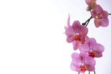 Fototapeta na wymiar big blooming flowers phalaenopsis orchid