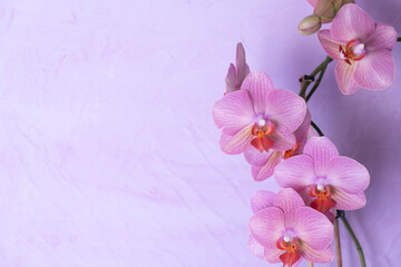 blooming orchid flowers on a structured background