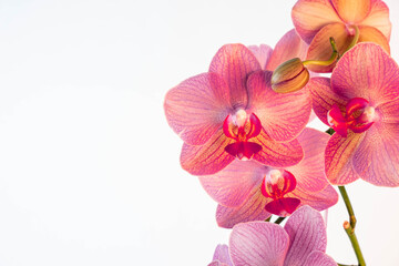 Fototapeta na wymiar branch of blooming orchid-phalaenopsis pink