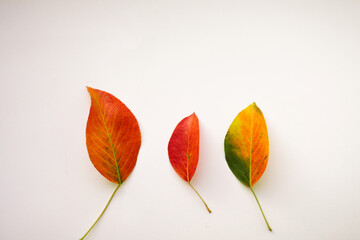 Autumn leaves. Orange, yellow colors. White isolated background. Copy space