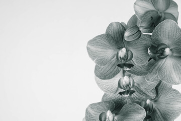 branch of phalaenopsis orchid black and white