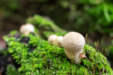 Wild mushrooms Lycoperdon perlatum (common puffball) growing in forest.
