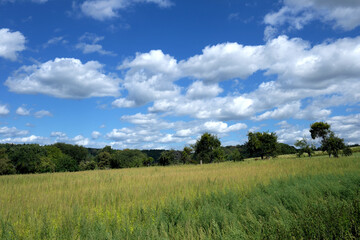 Fototapeta na wymiar Wiese mit hohem Gras und Baumreihe bei sonnigem Wetter mit blauem Himmel und weißen Wolken - Stockfoto