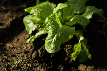Green salad growing in the soil. Fresh vegetables. Organic food. 