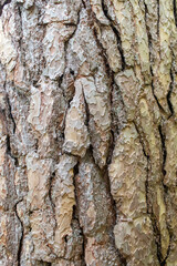 Embossed bark of an old pine tree. Bark texture background.