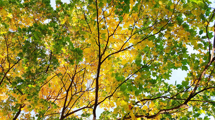 bright autumn trees with colourful, panorama, mobile phone photo