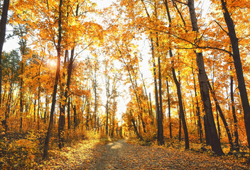 autumn sunny nature landscape. golden forest. beautiful autumn background. fall time season concept